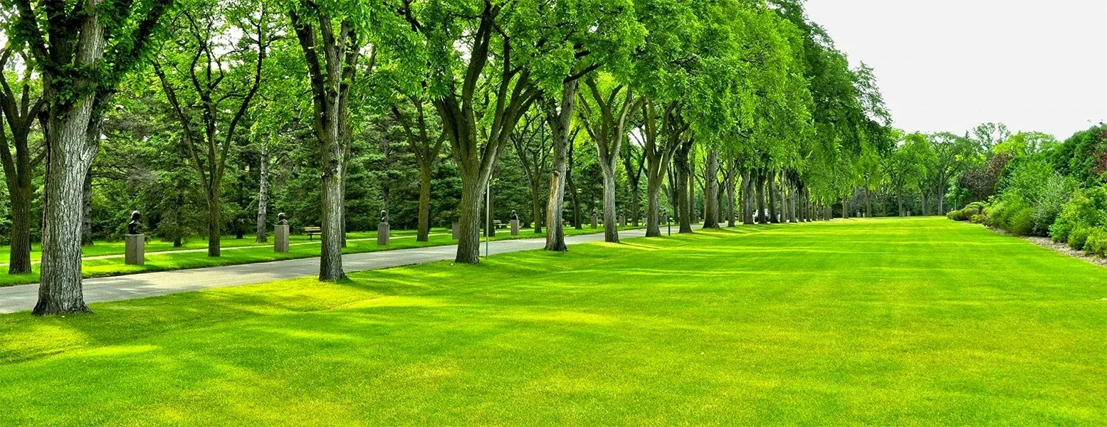A park with many trees and grass