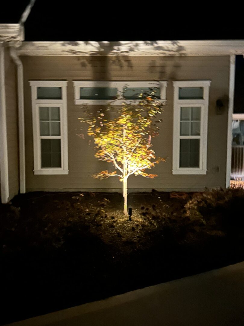 A tree is lit up in front of the house.