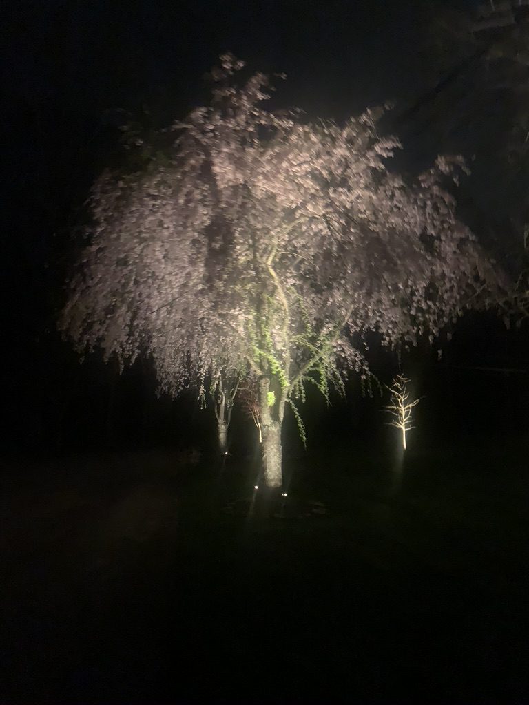 A tree with lights on it in the dark.